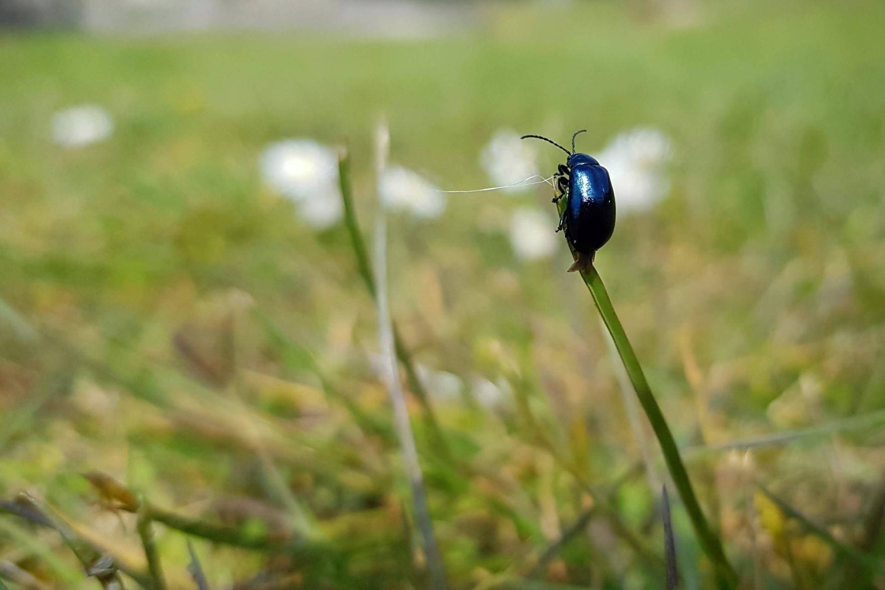 A blue mint beetle perches atop a blade of grass. A tendril of gossamer thread also visible attached from the same blade to one nearby indicating recent spider activity.